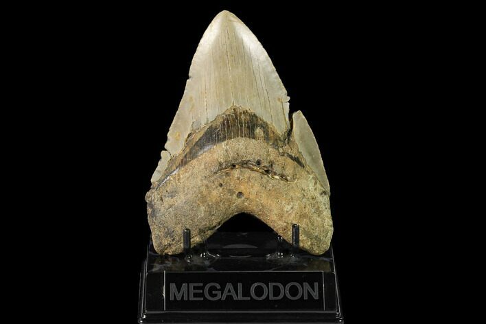 Fossil Megalodon Tooth - North Carolina #147531